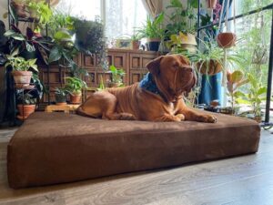Read more about the article Barker Beds Sleek Dog Bed Review