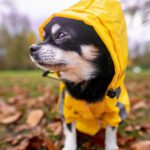Best Raincoats for Dogs to Keep Your Pet Dry in 2025