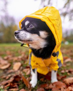 Read more about the article Best Raincoats for Dogs to Keep Your Pet Dry in 2025