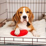 Best Crate Mats for Dogs: Keep Your Pup Cozy and Safe (2025 Guide)