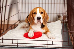 Read more about the article Best Crate Mats for Dogs: Keep Your Pup Cozy and Safe (2025 Guide)