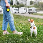 Best Retractable Dog Leash Options for Safe and Comfortable Walks in 2025