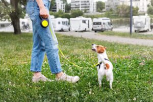 Read more about the article Best Retractable Dog Leash Options for Safe and Comfortable Walks in 2025