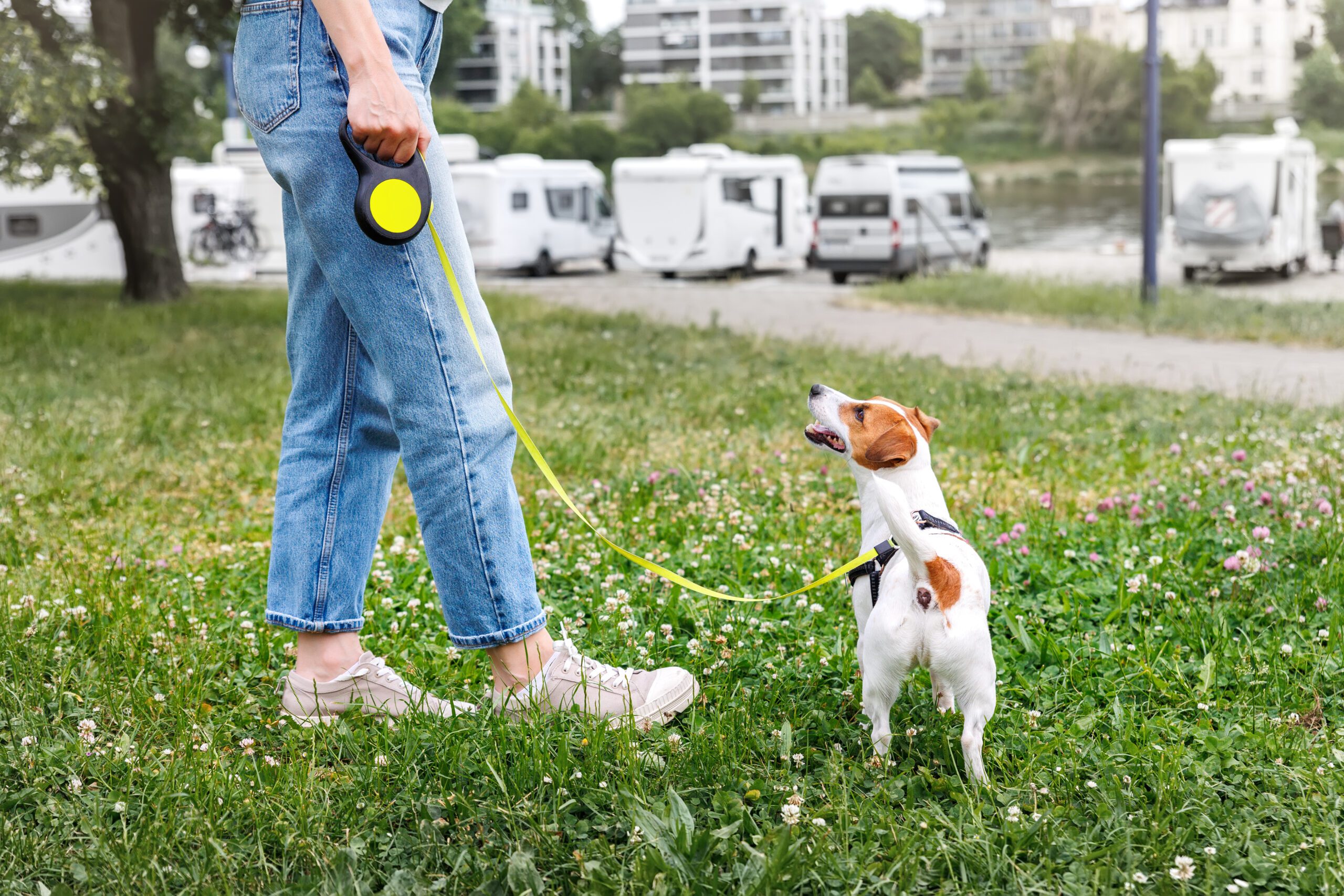 Read more about the article Best Retractable Dog Leash Options for Safe and Comfortable Walks in 2025