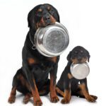 Best Stainless Steel Dog Bowls (and Why You Should Use Them)