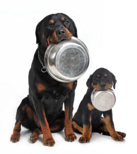 Read more about the article Best Stainless Steel Dog Bowls (and Why You Should Use Them)