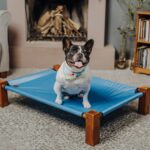 Best Elevated Dog Beds for Improved Comfort and Joint Support in 2025