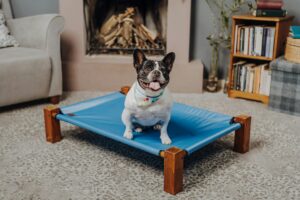 Read more about the article Best Elevated Dog Beds for Improved Comfort and Joint Support in 2025